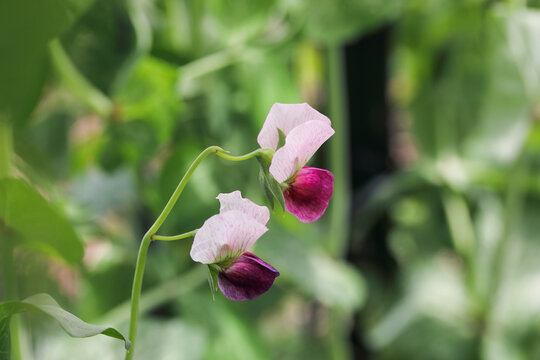 Edible snow pea growing on a trellis with pink and purple flowers. Extreme selective focus with blurred background.