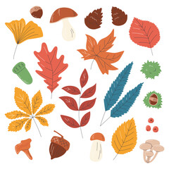 Autumn leaves collection. Fall colorful elements decoration design. Seasonal colorful silhouette bundle. Herbarium set with acorns and pinecones hand drawn flat vector illustration isolated on white