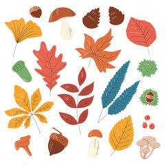 Obraz premium Autumn leaves collection. Fall colorful elements decoration design. Seasonal colorful silhouette bundle. Herbarium set with acorns and pinecones hand drawn flat vector illustration isolated on white