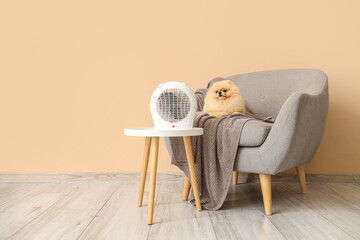 Cute Pomeranian spitz on armchair with electric fan heater near beige wall - obrazy, fototapety, plakaty