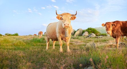 Free range Galician blonde cow with a bell feeding on grass with its calf in a meadow. Beef and veal industry in Spain.