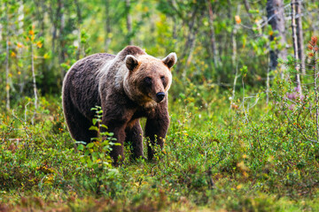 brown bear in the forest