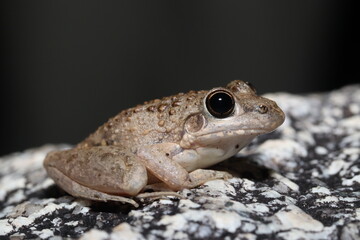 Bumpy Rocket Frog (Litoria inermis)