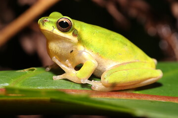 Eastern dwarf tree frog (Litoria fallax)