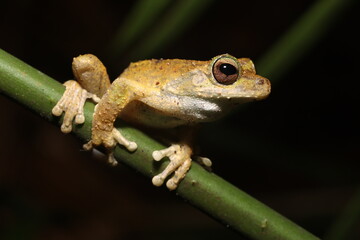 Obraz premium Kuranda Tree Frog in Queensland Australia