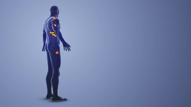 Male Endocrine System medical concept