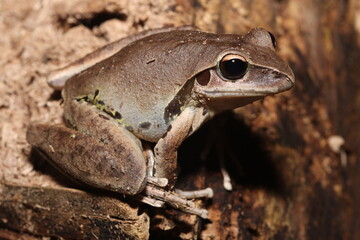 Stoney Creek Frog in Queensland Australia