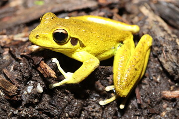 Stoney Creek Frog in Queensland Australia