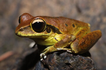 Stoney Creek Frog in Queensland Australia