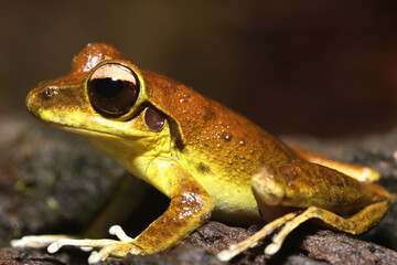 Stoney Creek Frog in Queensland Australia