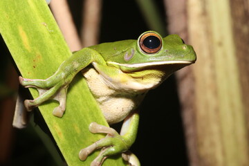 White-lipped Tree Frog (Litoria infrafrenata or Nyctimystes infrafrenatus)