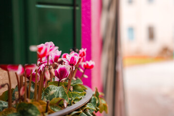 A charming window box in Venice, Italy, overflows with beautiful pink flowers, adding a touch of natural beauty to the historic streets.