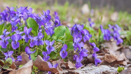 Violet violets flowers bloom in the spring forest. Viola odorata - obrazy, fototapety, plakaty