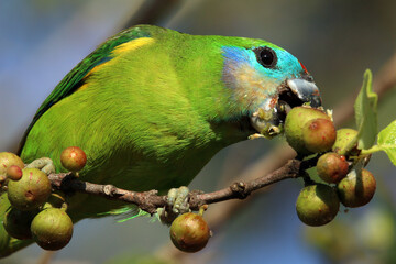Double-eyed Fig Parrot in Australia
