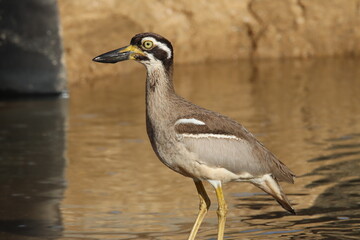 Beach Stone Curlew or Thick Knee in Australia