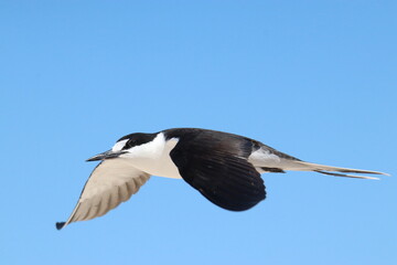 Fototapeta premium Sooty Tern off the coast of Australia