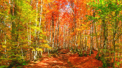 Autumn landscape - view of a forest road in the autumnal mountain beech forest, Carpathians, Ukraine