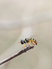 Close up of Marmalade Hoverfly (Episyrphus balteatus) with blur background. Adult hoverflies of many species often feed on nectar and pollen. High quality photos.