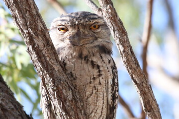 Tawny Frogmouth found across Australia