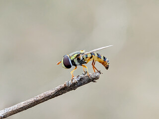 Close up of Marmalade Hoverfly (Episyrphus balteatus) with blur background. Adult hoverflies of many species often feed on nectar and pollen. High quality photos.
