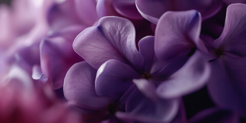 Close up of Lilac Flower