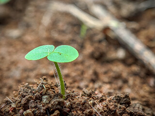 Close up of young green plant. Young sprouts grow. High quality photos.