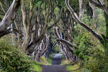 Early Morning at Dark Hedges, Northern Ireland
