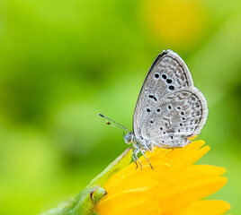 Close-up view of a beautiful butterfly on a yellow flower.