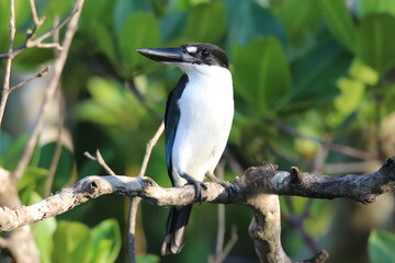 Torresian Kingfisher of Queensland Australia