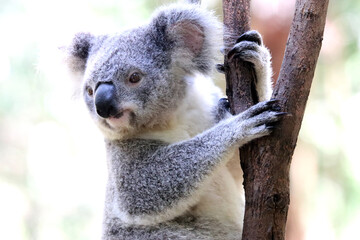 Koala Endemic Arboreal Marsupial of Australia