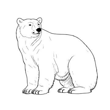 Polar Bear Svg