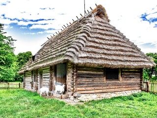A fragment of a peasant house and white goats in the courtyard at the Museum of Folk Architecture...