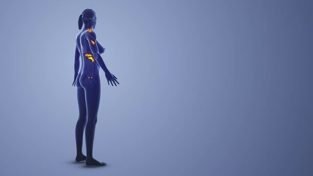 Female Endocrine System medical concept