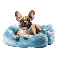 Blue Soft Pet Bed Isolated on Transparent or White Background, PNG