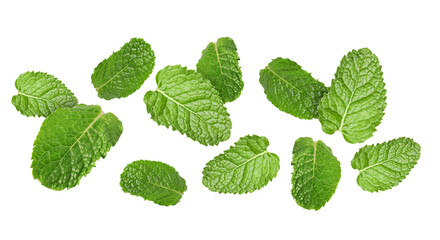 Fresh mint leaves flying on white background