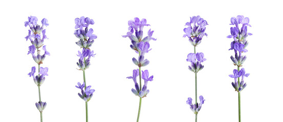 Naklejka premium Beautiful lavender flowers isolated on white, set