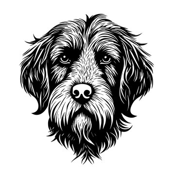 "Wirehaired Pointing Griffon" Images – Browse 359 Stock Photos, Vectors