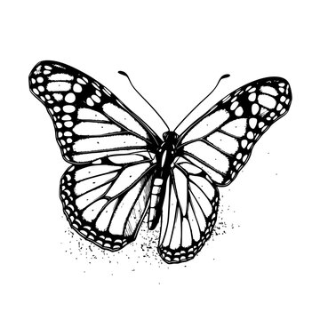 Butterfly SVG Monarch