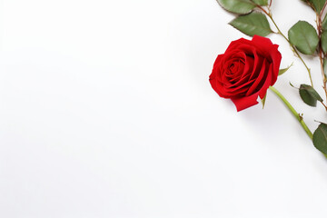 red rose on corner of a white background