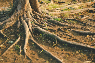 Beautiful intertwining roots of trees on sunny day. Roots of big tree. Tree roots overgrown on the ground.