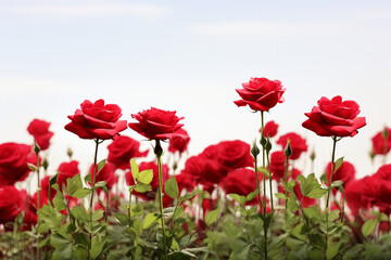 field of roses with white background