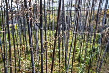 Kyoto, Japan - November 26, 2023: Very rare bamboo blossoms of black bamboo or purple bamboo or Phyllostachys nigra
