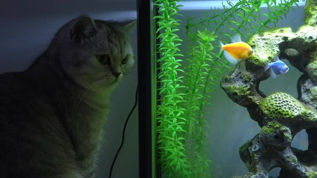 Cat is looking at tetra fish in aquarium. Glow fish different colored in tank with big stone, decorations. Algae in aquarium. Gymnocorymbus ternetzi.
