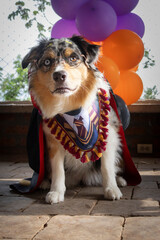 Mixed colors merle border collie wearing harry potter costume - obrazy, fototapety, plakaty