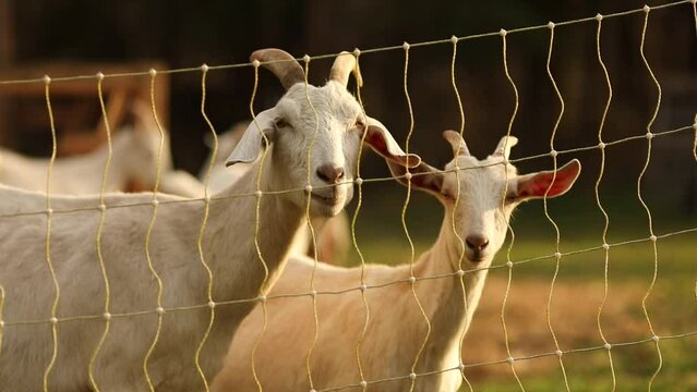 Saanen goats in a barnyard. Farming in Ontario, Canada.