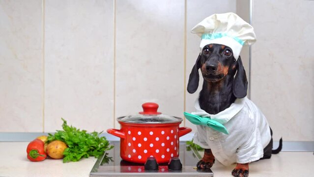 Dachshund in costume of chef sits on kitchen table next to pot on stove and vegetables on table. Funny dachshund dog barks dressed in chef hat