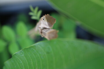 The garden chameleon (Calotes versicolor) is a species of reptile of the genus Calotes and belongs...