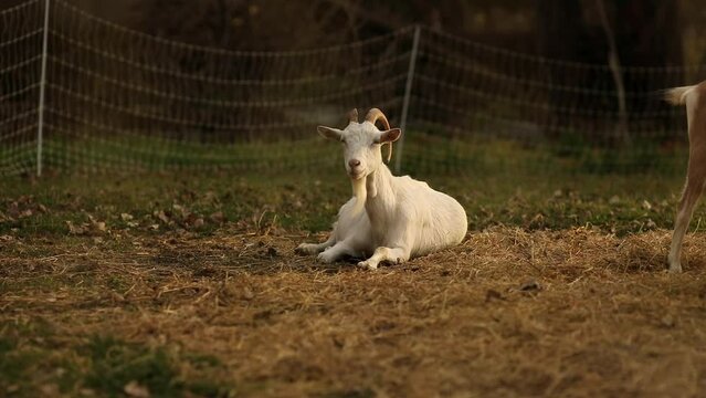Saanen goats in a barnyard. Farming in Ontario, Canada.
