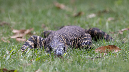 Australian Lace Monitor trying to blend into the environment when sees and approaching threat