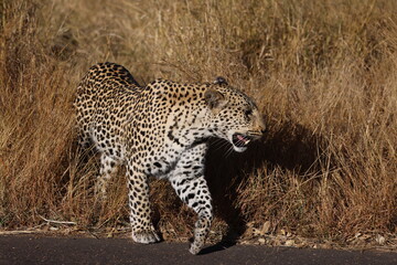 A leopard walks out of the grass to cross a road in Kruger National Park, South Africa.